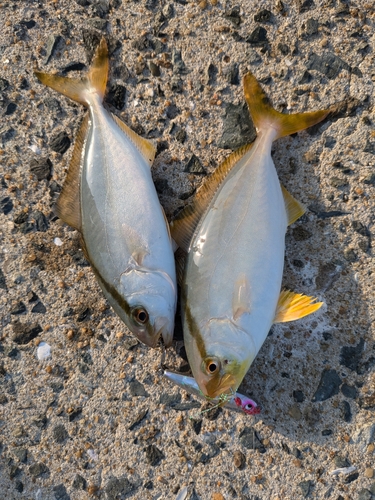 ネリゴの釣果