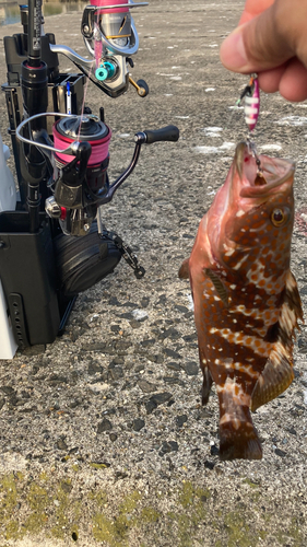 キジハタの釣果