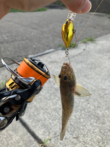 マハゼの釣果