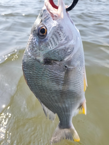 キビレの釣果