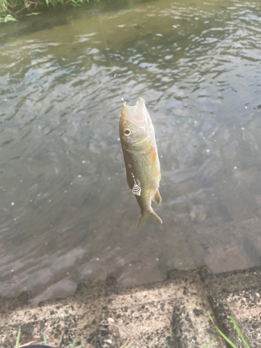 コアユの釣果