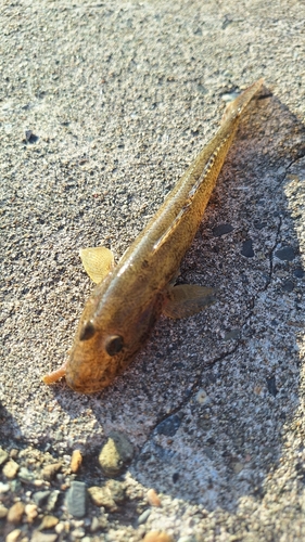 ハゼの釣果