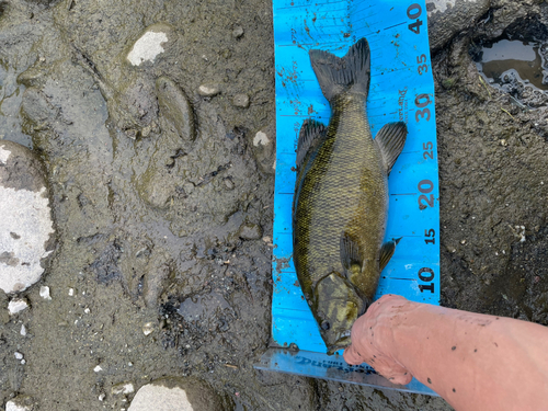 スモールマウスバスの釣果