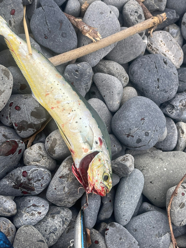 ショゴの釣果