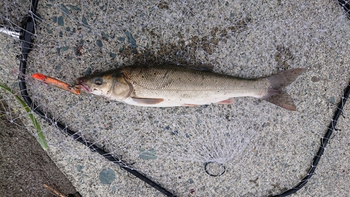 ウグイの釣果