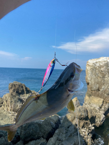 シオの釣果