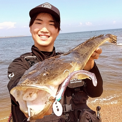 マゴチの釣果