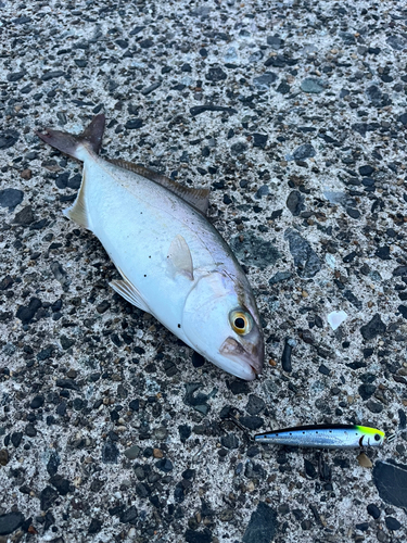 ショゴの釣果