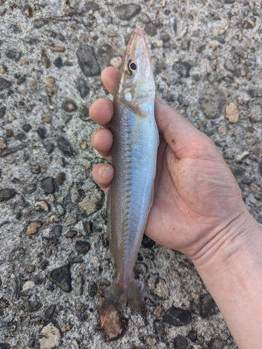 キスの釣果