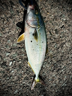 ヤズの釣果