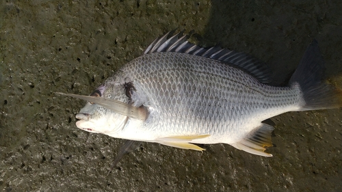 キビレの釣果