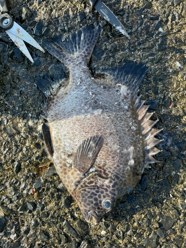 イシガキダイの釣果