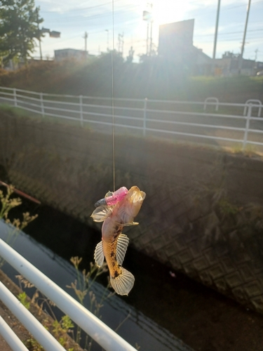 マハゼの釣果