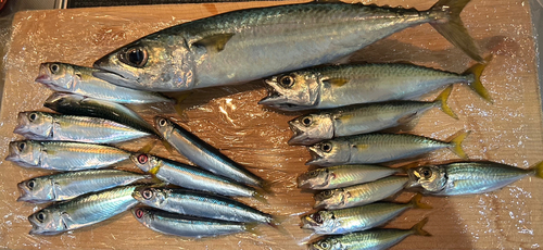 サバの釣果