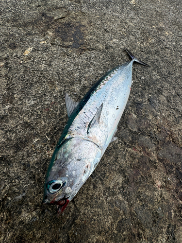 ソウダガツオの釣果