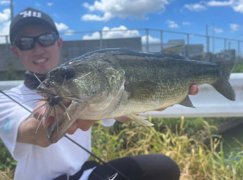 ブラックバスの釣果