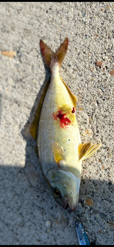 ショゴの釣果