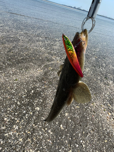 マゴチの釣果