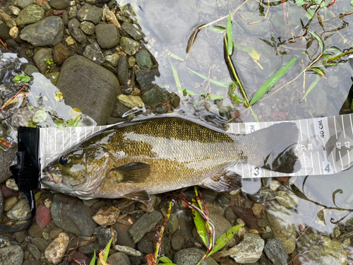 スモールマウスバスの釣果