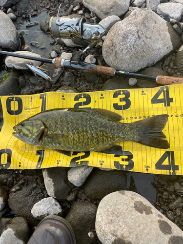 スモールマウスバスの釣果