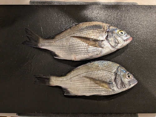 クロダイの釣果