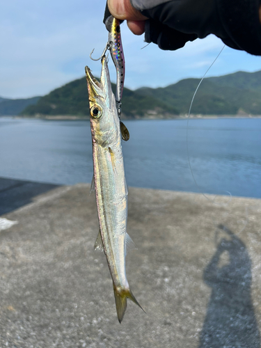 カマスの釣果