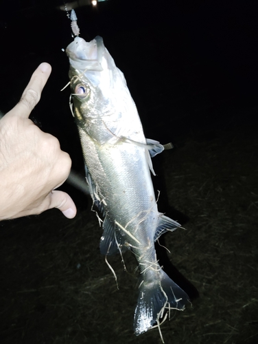 フッコ（マルスズキ）の釣果