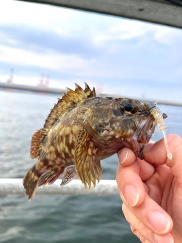 ガシラの釣果