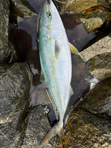 イナダの釣果