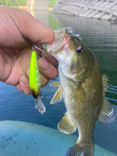 スモールマウスバスの釣果