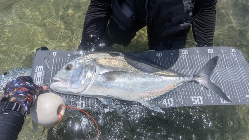 ロウニンアジの釣果