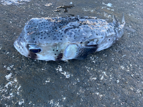 イシガキフグの釣果