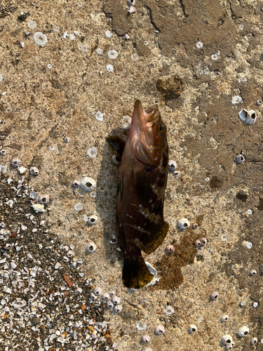 アコウの釣果