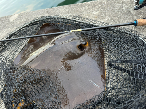 アカエイの釣果