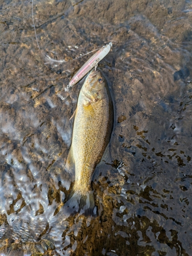 スモールマウスバスの釣果