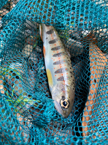 アマゴの釣果