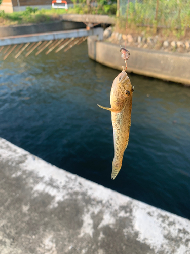 ハゼの釣果