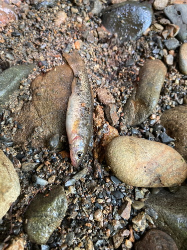 アブラハヤの釣果