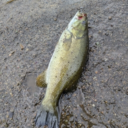 スモールマウスバス