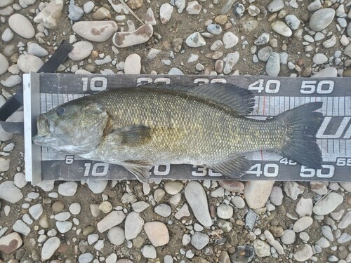 スモールマウスバスの釣果