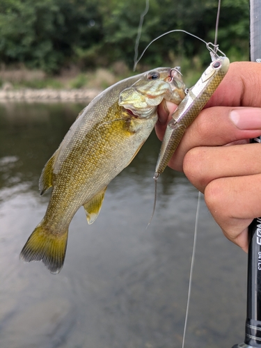 スモールマウスバスの釣果