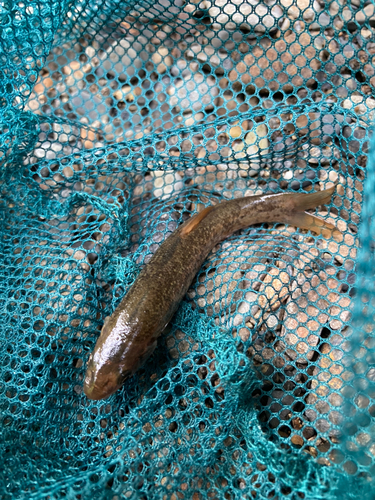 アブラハヤの釣果