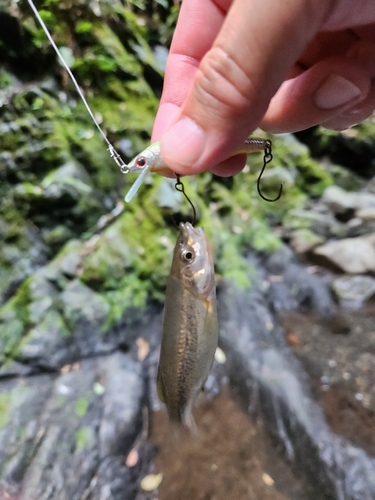 アブラハヤの釣果