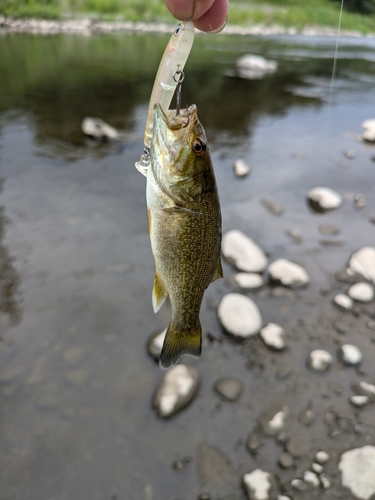 スモールマウスバスの釣果