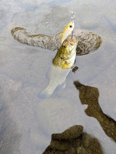 スモールマウスバスの釣果