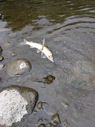 アユの釣果