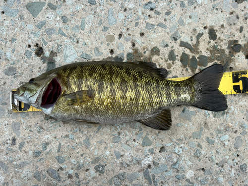 スモールマウスバスの釣果