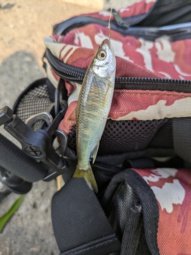 オイカワの釣果