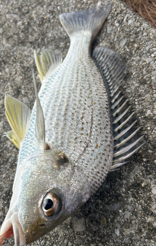 ホシミゾイサキの釣果