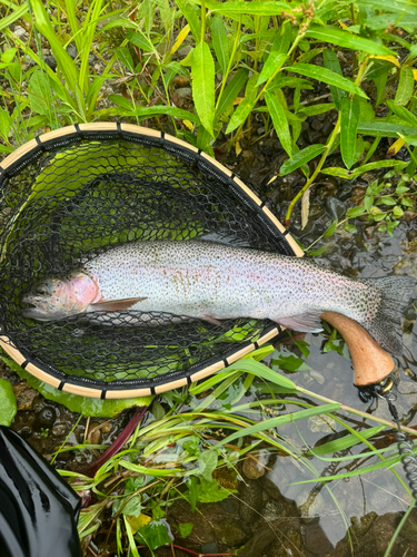 ニジマスの釣果